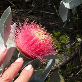 Giant eucalyptus flower