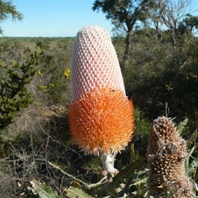 Beautiful Banksia