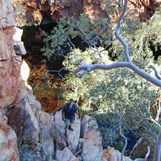 On a ledge during our climb out of the DQB Gorge.
