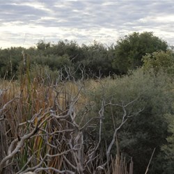 The thick scrub on our search for Griing Spring.