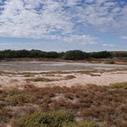 The soak at Griing Spring - Great Sandy Desert
