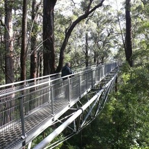 Treetop walk