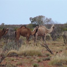 The feral brigade grass stealing at Christies Crosing