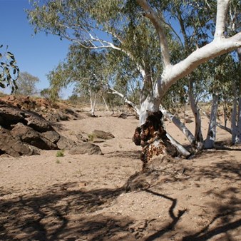 A very dry Tjarra Pool (we were shocked!)