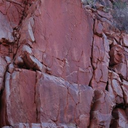 The three goanna's silently watching