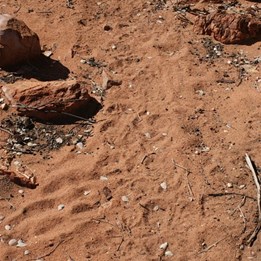Roo and Dingo prints all to clearly pointing the direction to water.