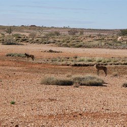 A couple of very mangy dingoes