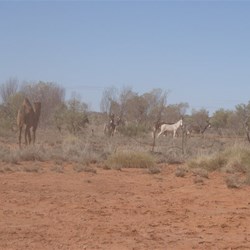 Feralfest! - Camels and donkeys in the Connoughton Hills