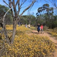 Wildflowers at Coalseam
