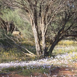 Wildflowers by the roadside