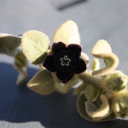 A truely BLACK flower!