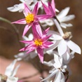 Pink and White flowers growing on the same plant