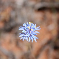 A single flower - no others like it within kilometres