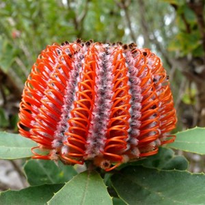 Red Banksia