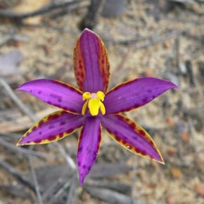 Queen of Sheba Orchid