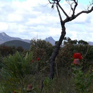 Nature's garden - Stirling Ranges NP