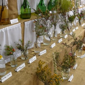 Ongerup Wildflower Show - A great effort by a small community