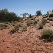 A well worn path to water.