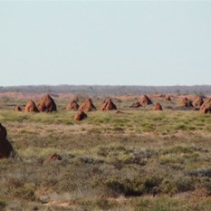 Cappadocian termite mounds