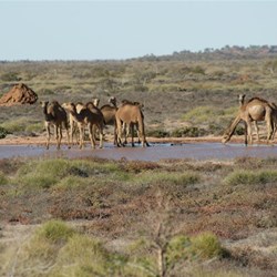 Camels drinking from claypan