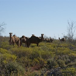 and another large mob of dromedaries