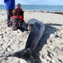 Small whale, dead unfortunately - up close, not smelly