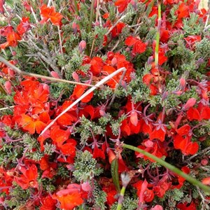 Brilliant Leschenaltia