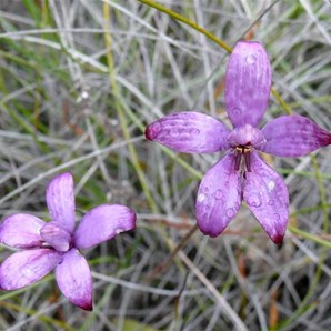 Purple Enamel Orchid