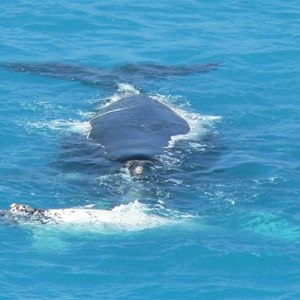 Southern Right Whale with white calf