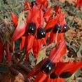 Sturts Desert Pea  (Swainsona formosa)