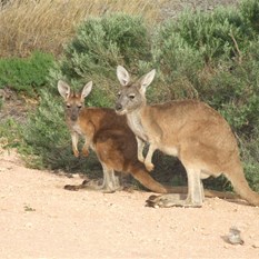Some of the camp locals - Osprey campsite