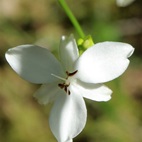wildflower seen in the bush on a walk