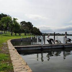 pelicans on the jetty near our site
