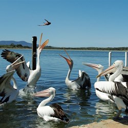 pelican frenzy when the fish were cleaned