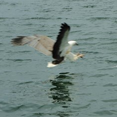 sea eagle picking up a fish on the inlet