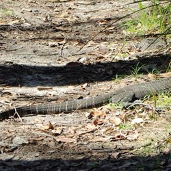 goannas are commonly seen on the walking tracks