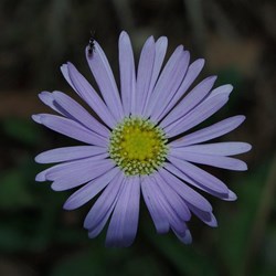 wildflower in the bush