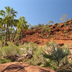Palms and a cycad
