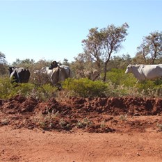 Contented Cattle make large road obstacles on the road into 80 Mile Beach