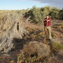 Joanna Spring - Great Sandy Desert