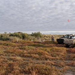 Joanna Spring - Great Sandy Desert
