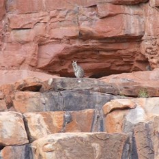 Lunch on the hop - Rock wallaby at Chamberlain Gorge