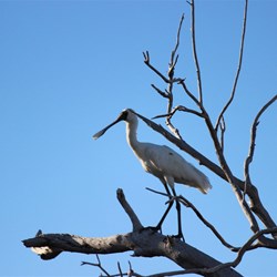 SpoonBill Lake Argyle