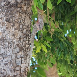 Lizard at our Broome Campsite