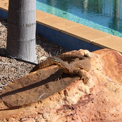 Bungarra At The Pool