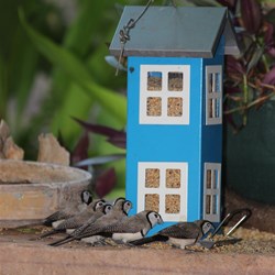 Double Barred Finches at Ellenbrae Station