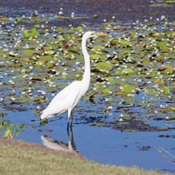 Lake Kununurra