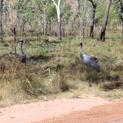 Brolga's
