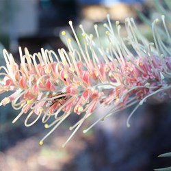 Grevilla with Bee at Cobbald Gorge