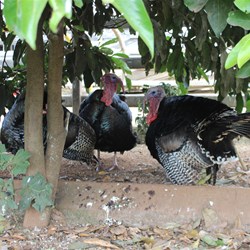 Turkeys at Galo Cheese and Chocolate Factory